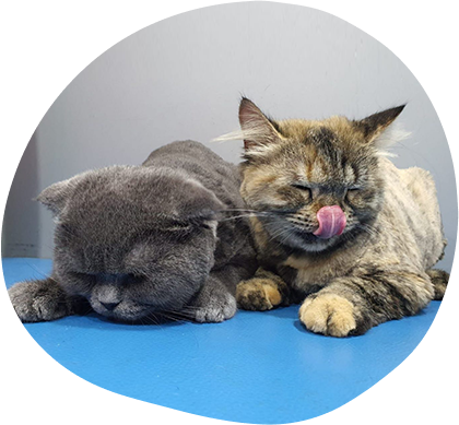 Grooming Needs & Pro Tips For Long-Hair and Short-Hair Cats